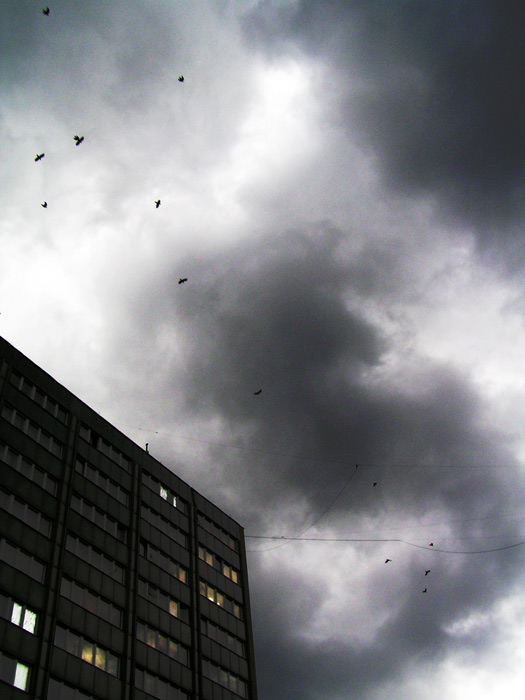 ..a v zimě přílétá do našich luhů a hájů různé ptactvo