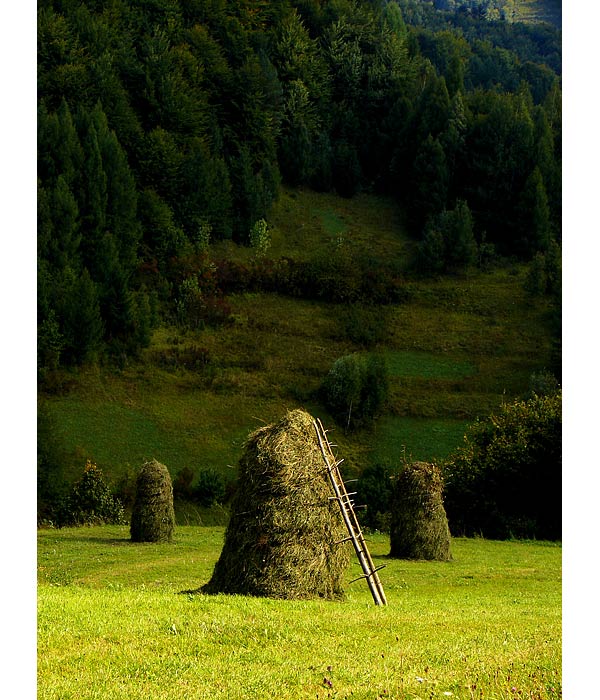 Orava