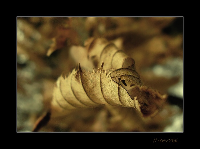 Hibernal