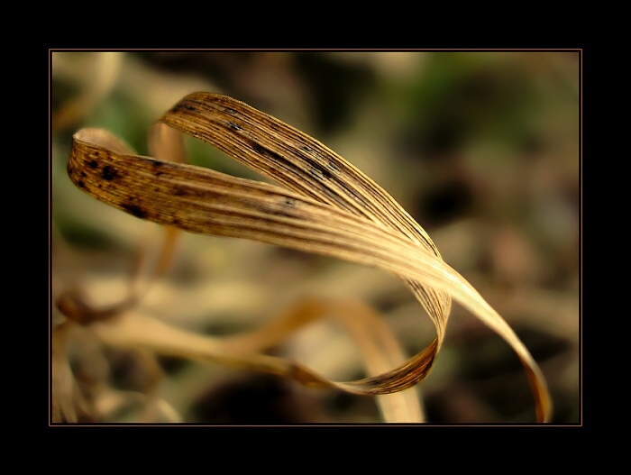 Fragile