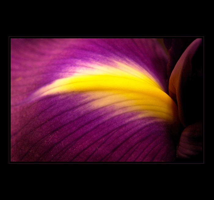 ...iris...