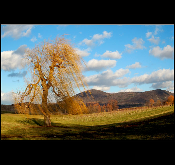 -osamělá-ve větru zmítaná-