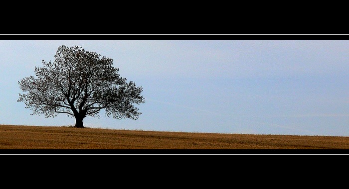 ... strom ...