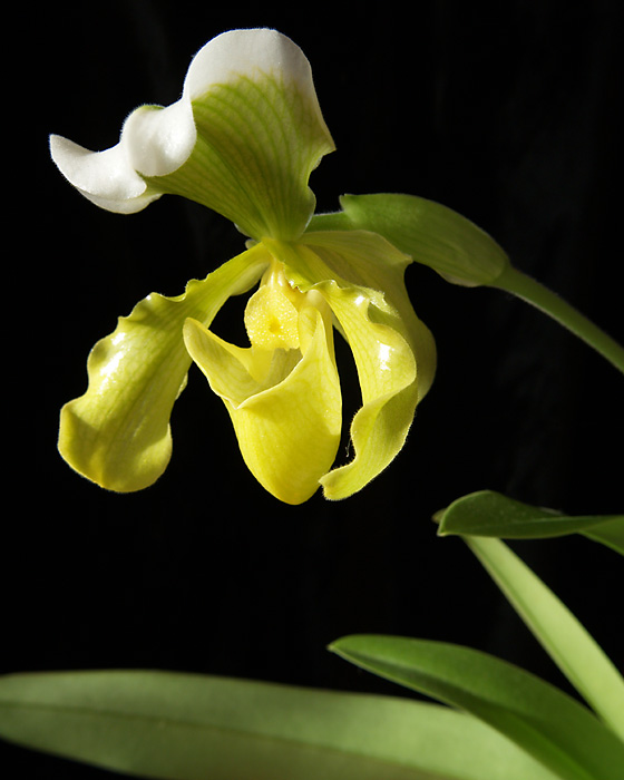 Paphiopedilum
