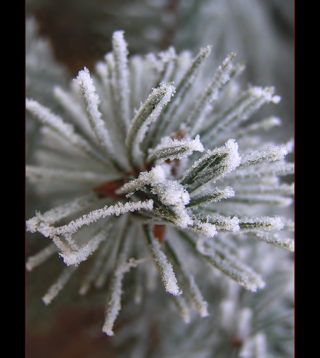 Milióny vloček mrazem vězněné