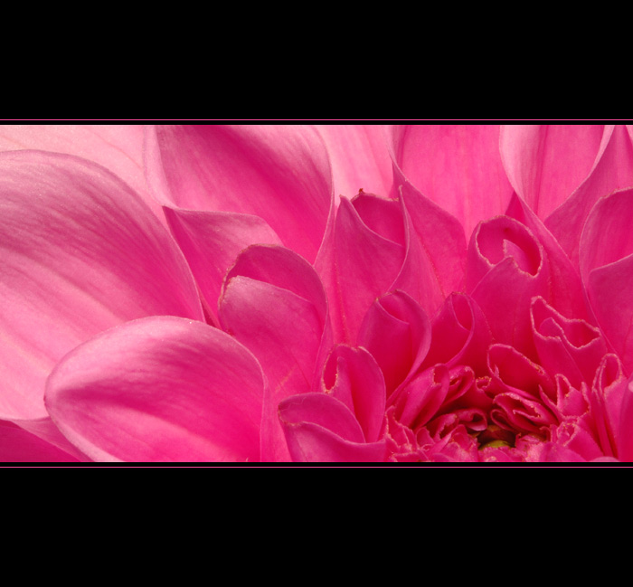 *** PINK ***