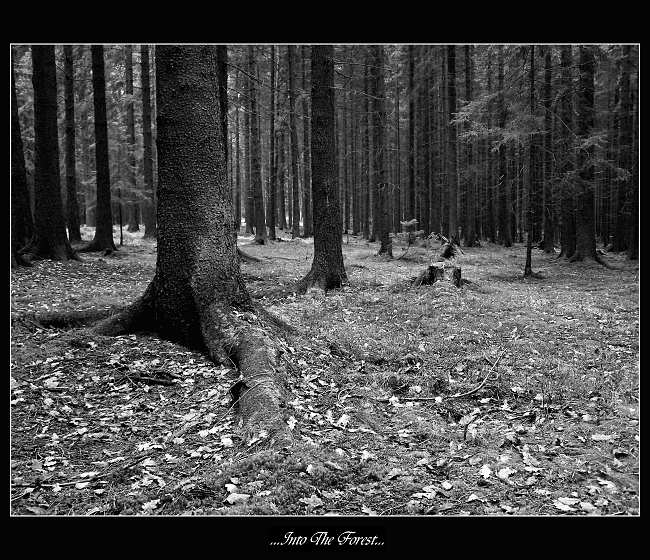 ...Into The Forest...
