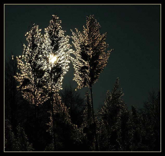 Prosvícená travina