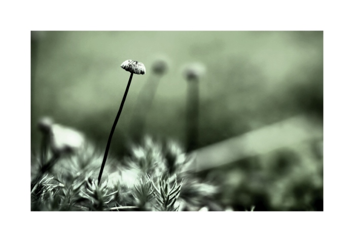 Solitér