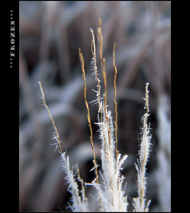 frozen