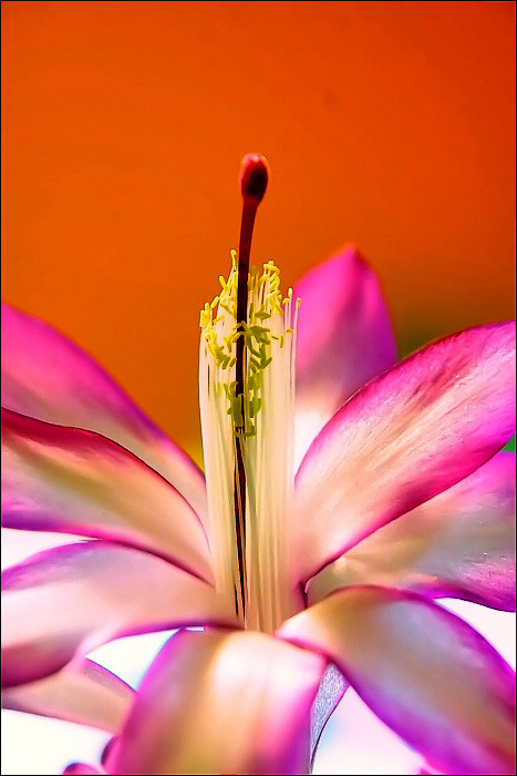 flower....