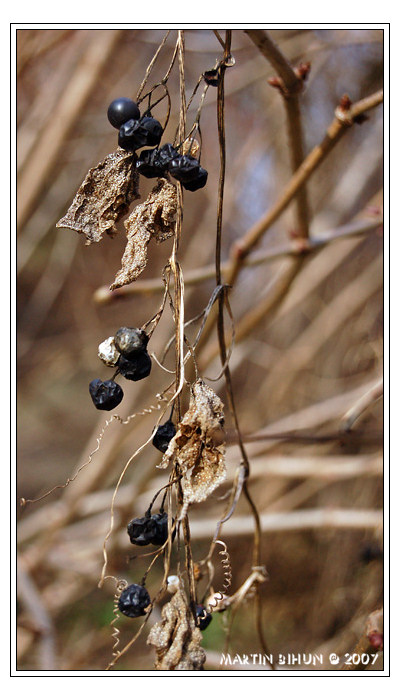 ...Čo zostalo z leta...
