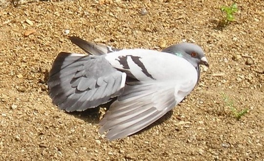 Potomek dinosaurů