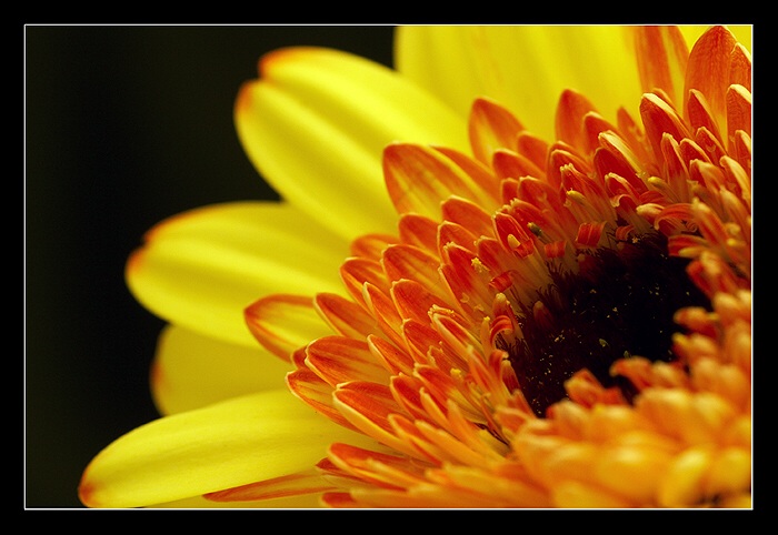 zase gerbera