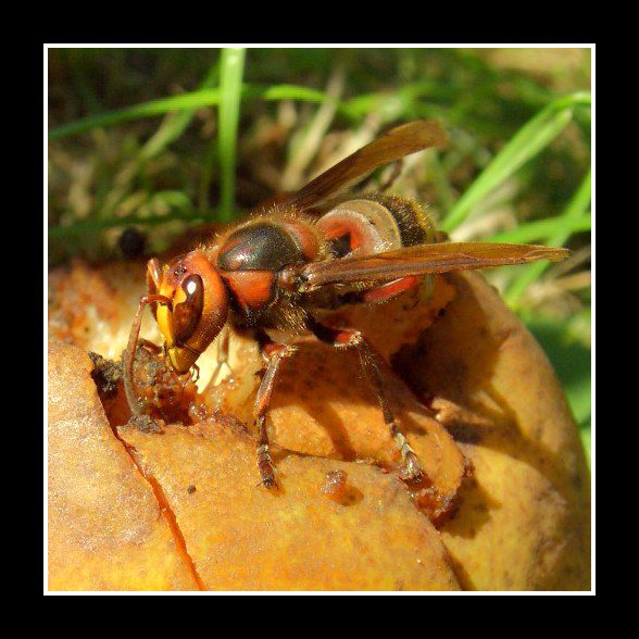 Sršeň