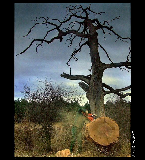 Lumber jack