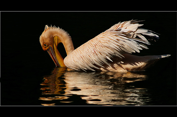 Pelikan
