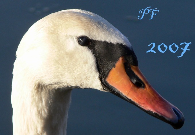 PF 2007
