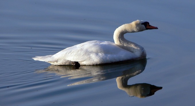 Gunár