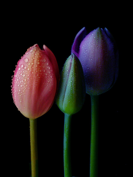 Tulips