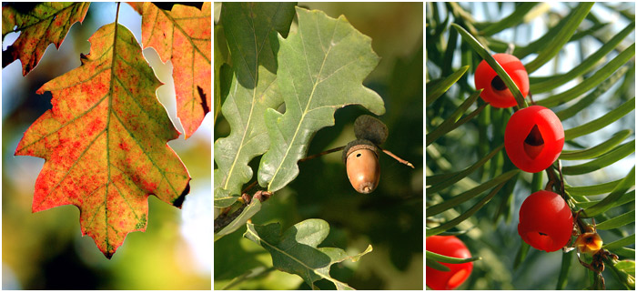 Podzimní, lednová...