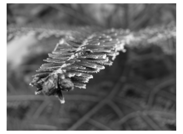 Vyrostla štíhlá jedlička