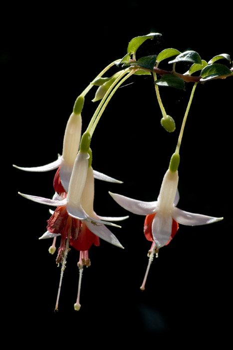 Fuchsie