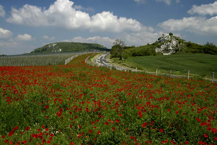 Pálava