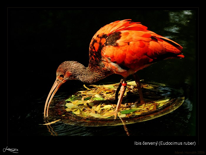 Ibis červený (Eudocimus ruber)
