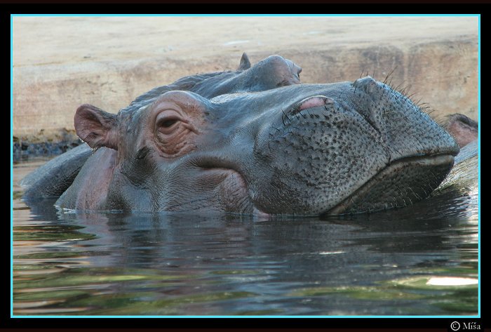 Nuda v zoo