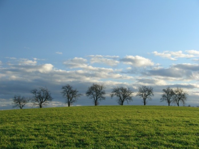 Zelený leden