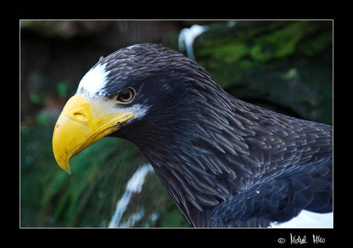 Orel Kamčatský (Haliaeetus pelagicus)