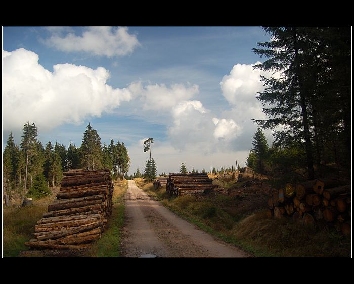 cesta