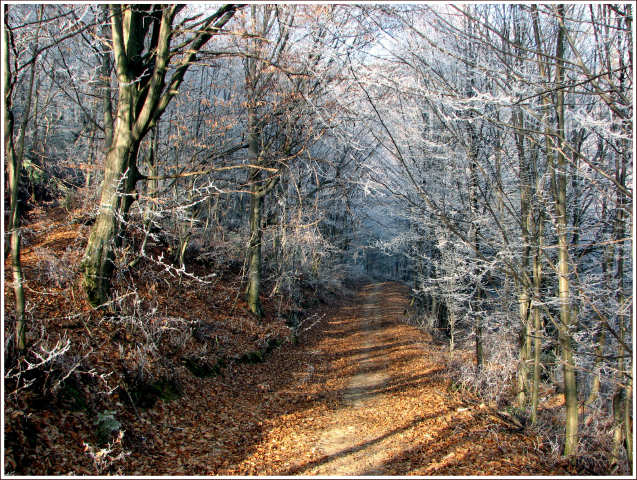 Cestička