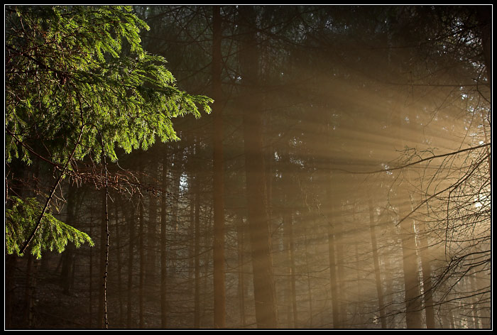 v záři reflektoru