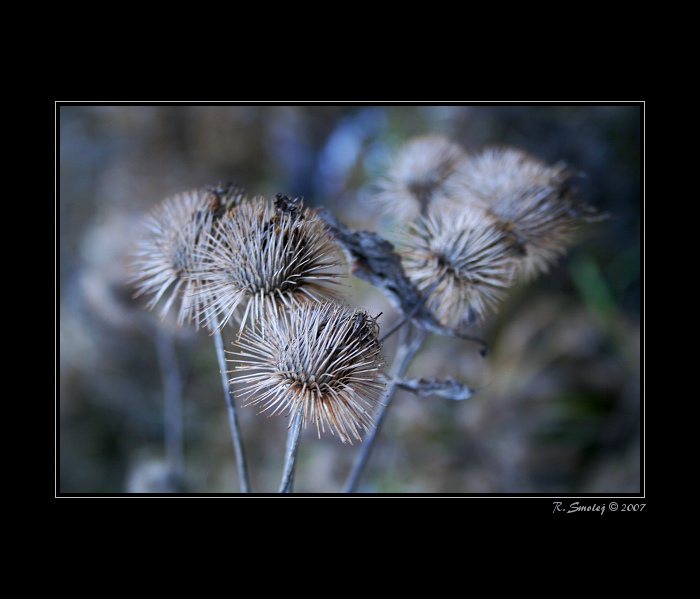 bodláček v modrém