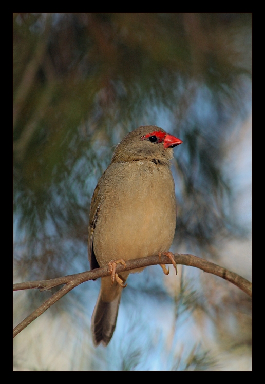 Astrild rudobrvý  (Aegintha temporalis)