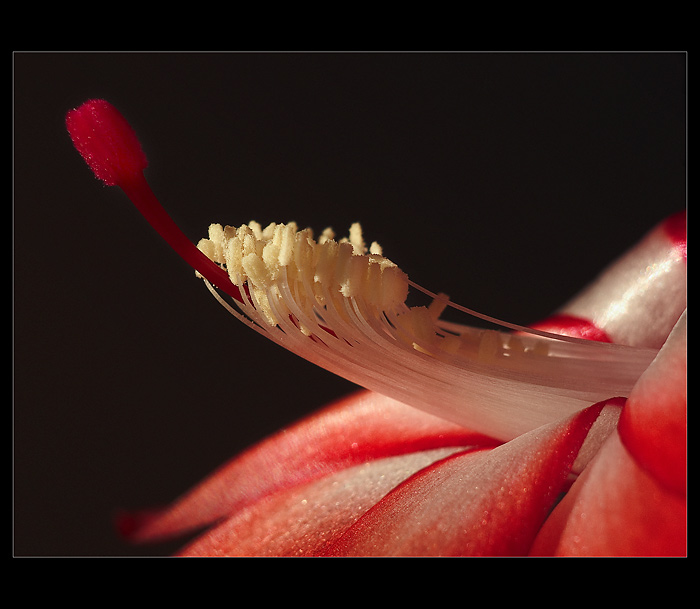 kyti