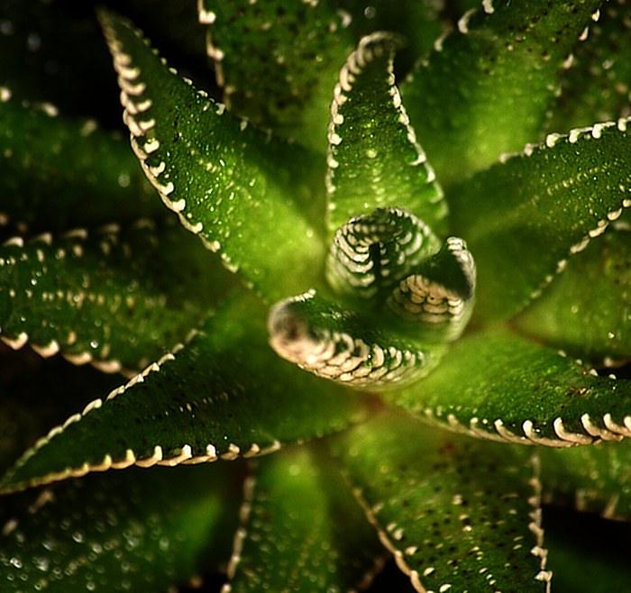 Haworthia na druhý pokus