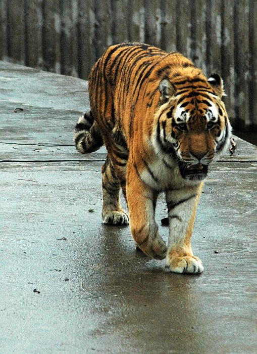 Tygl on the move