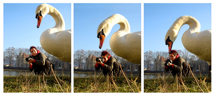 swan & offspring