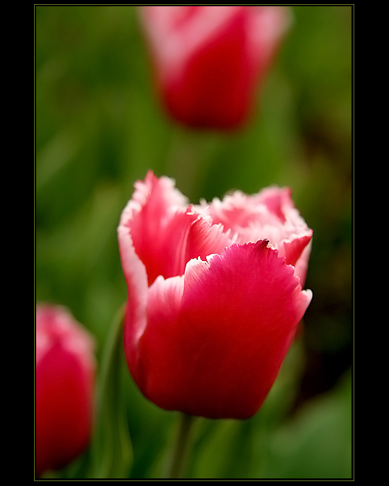 Tulipány
