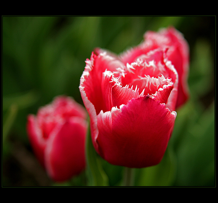 Tulipány II.