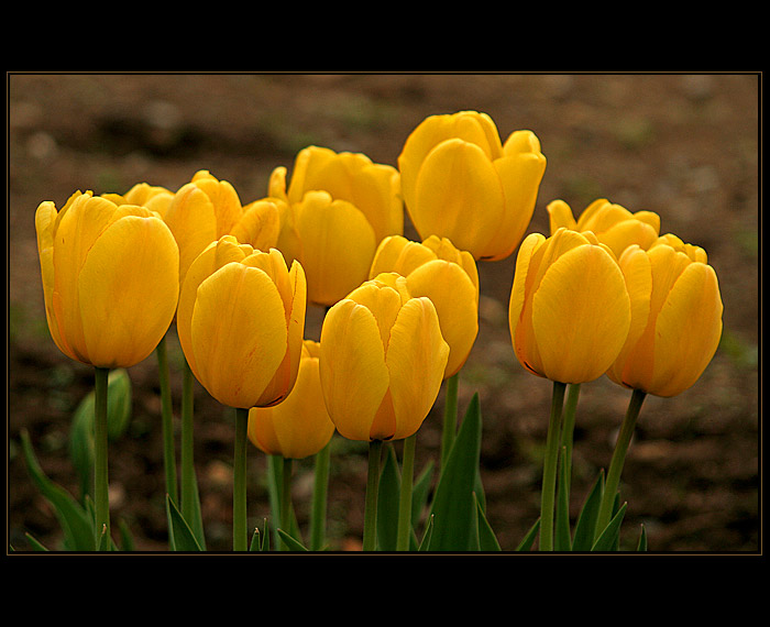 Tulipány III.