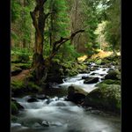 na Hamerském potoce