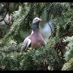 Holub hřivnáč(Columba palumbus)