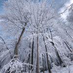 Něžná i krutá ...