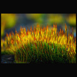 - mechovka západovka -