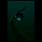 - jedna kapka smrti -