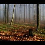 mlha stokrát jinak 006